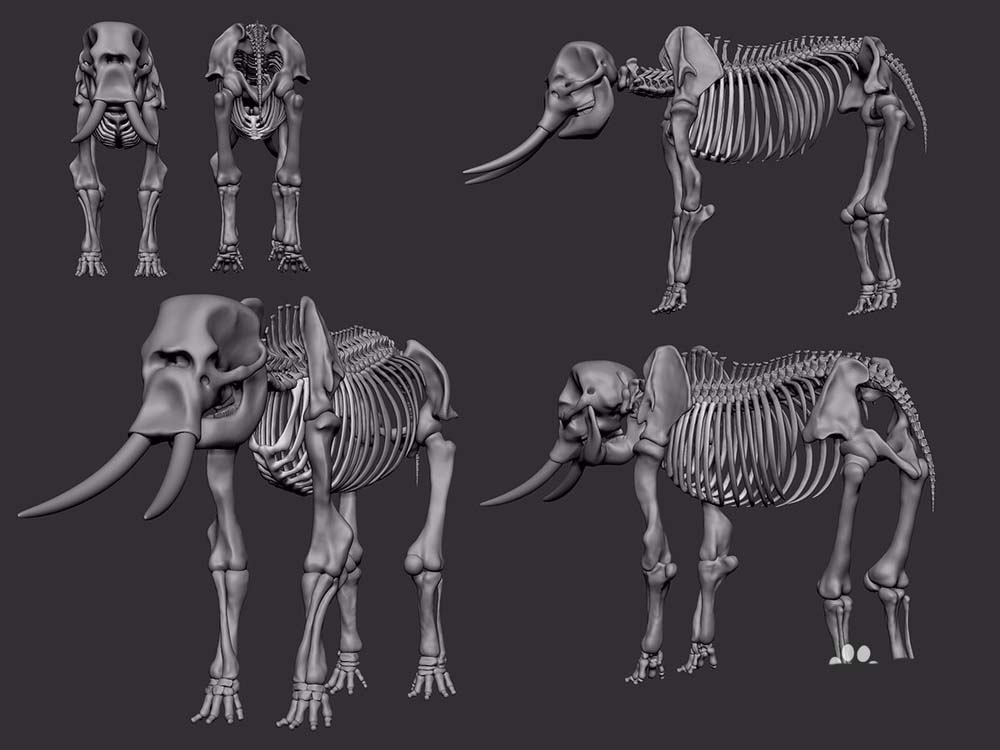 大象骨骼复原图图片